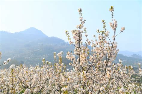 官帽山|蒲江樱桃山景区攻略（片区分布+路线+景点）